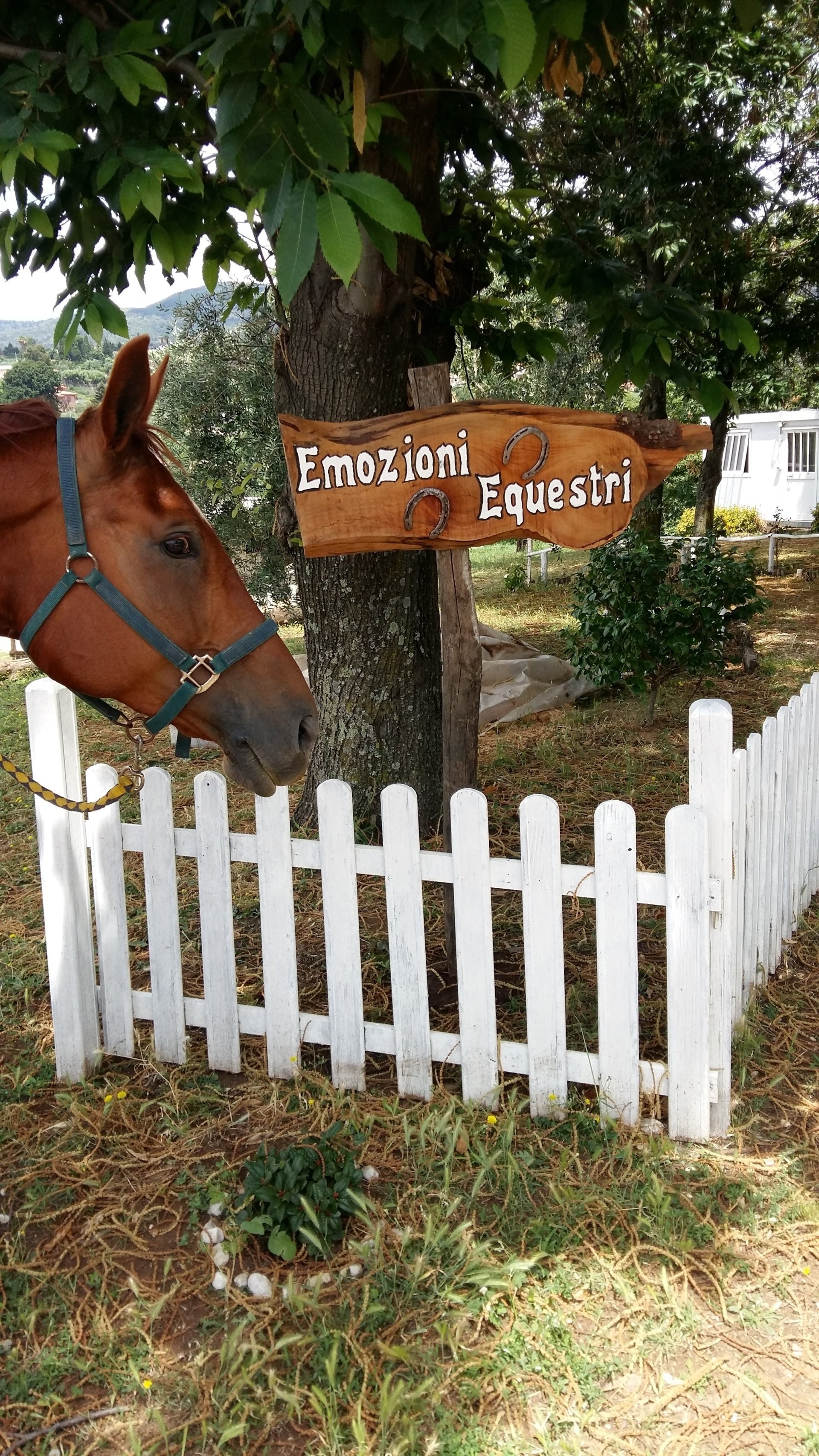 Il centro — Emozioni Equestri, fotografia 31