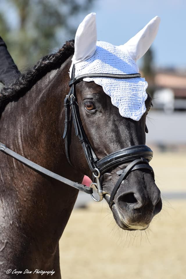 Dressage — Emozioni Equestri, fotografia 64